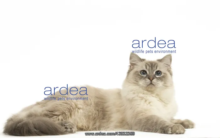  : Ragdoll cat in the studio