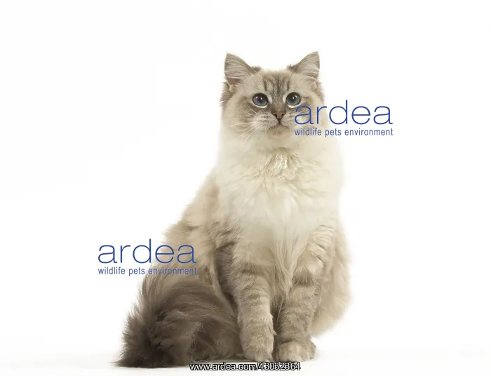  : Ragdoll cat in the studio