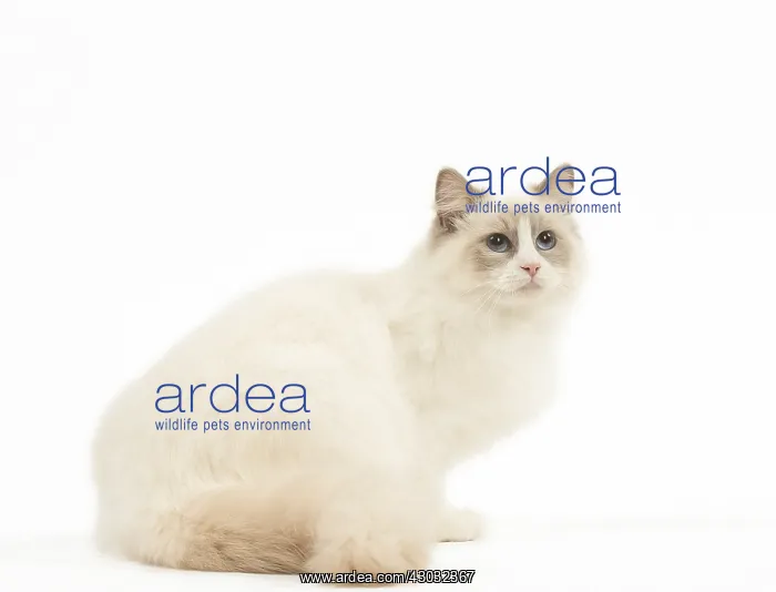  : Ragdoll cat in the studio