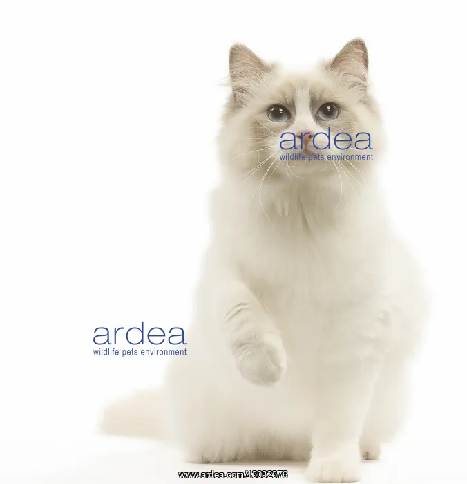  : Ragdoll cat in the studio