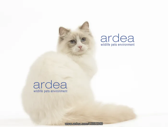  : Ragdoll cat in the studio