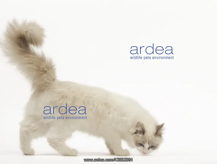  : Ragdoll cat in the studio
