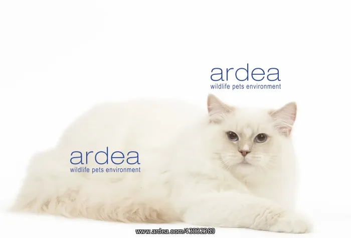  : Ragdoll cat in the studio