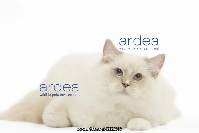  : Ragdoll cat in the studio
