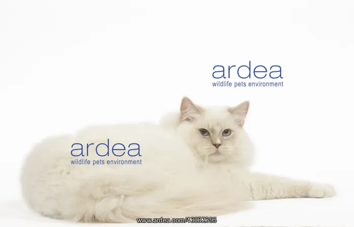  : Ragdoll cat in the studio