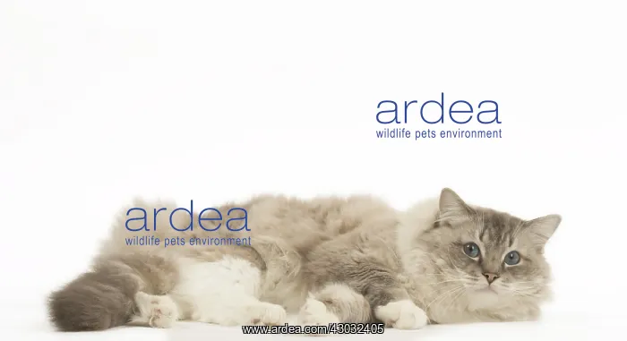  : Ragdoll cat in the studio