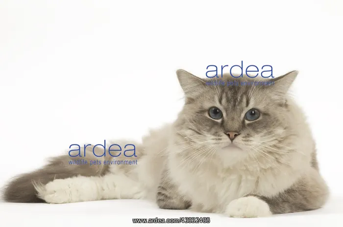  : Ragdoll cat in the studio
