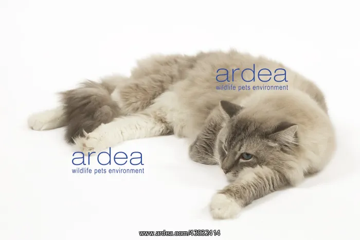  : Ragdoll cat in the studio