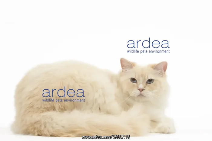  : Ragdoll cat in the studio