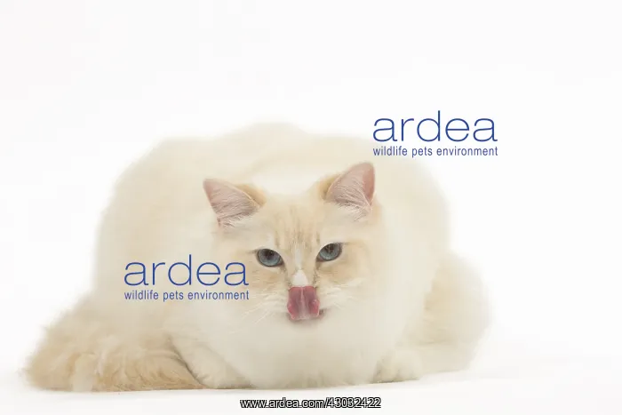  : Ragdoll cat in the studio