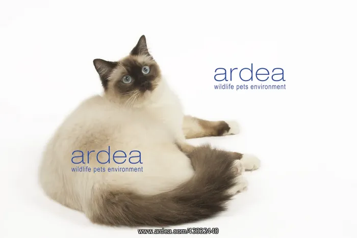  : Ragdoll cat in the studio