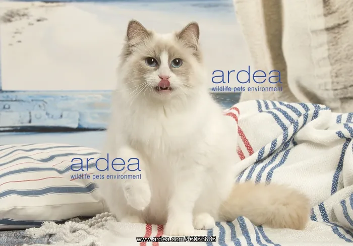  : Ragdoll cat in the studio