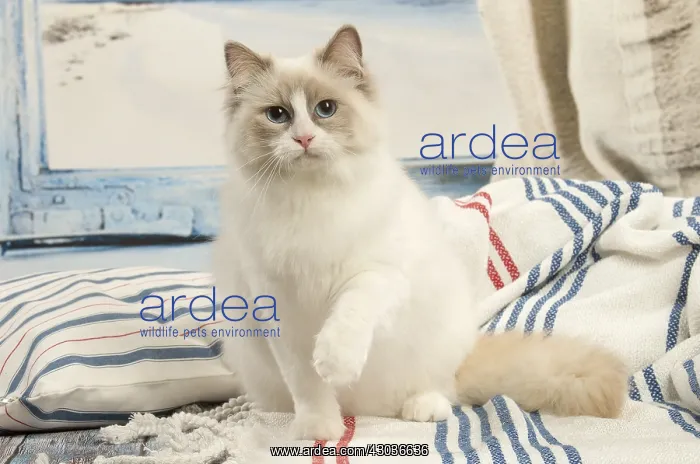  : Ragdoll cat in the studio