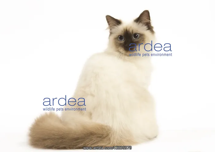  : Ragdoll cat in the studio