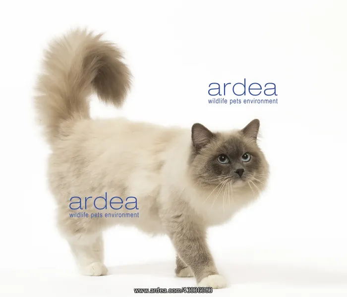  : Ragdoll cat in the studio