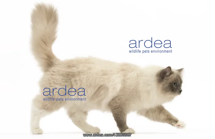  : Ragdoll cat in the studio