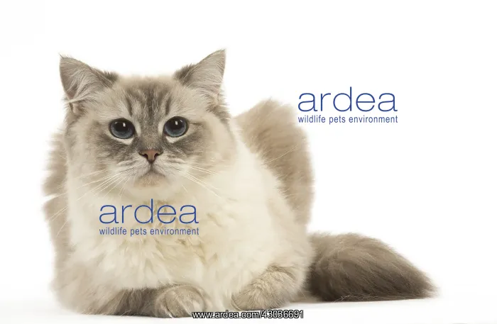  : Ragdoll cat in the studio