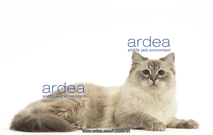  : Ragdoll cat in the studio