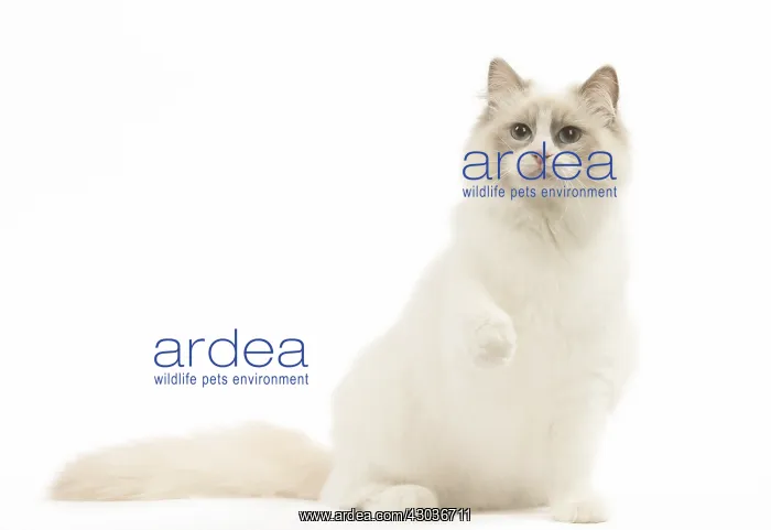  : Ragdoll cat in the studio