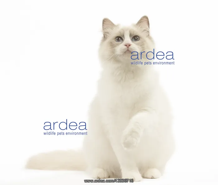  : Ragdoll cat in the studio
