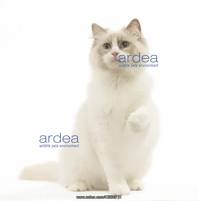  : Ragdoll cat in the studio