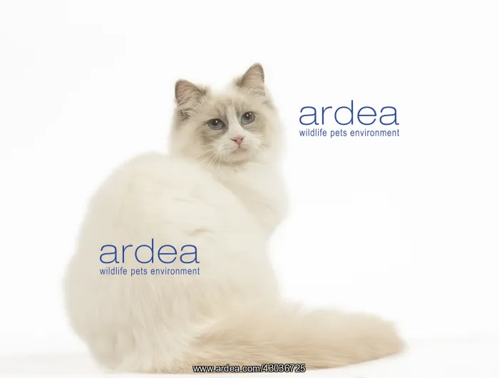  : Ragdoll cat in the studio