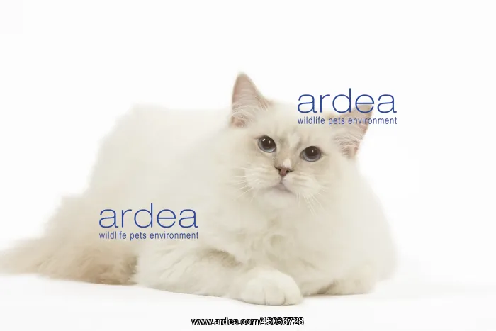  : Ragdoll cat in the studio