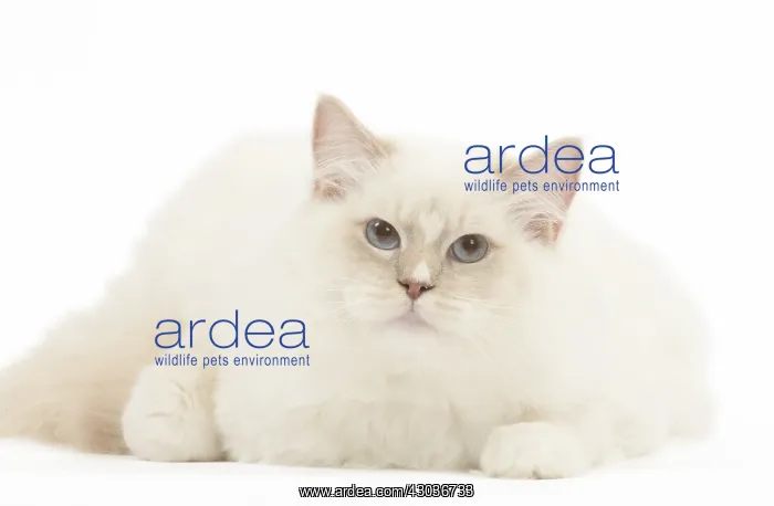  : Ragdoll cat in the studio