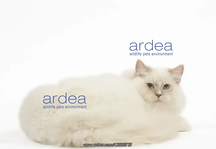  : Ragdoll cat in the studio