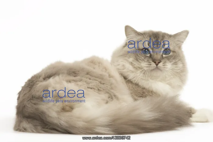  : Ragdoll cat in the studio