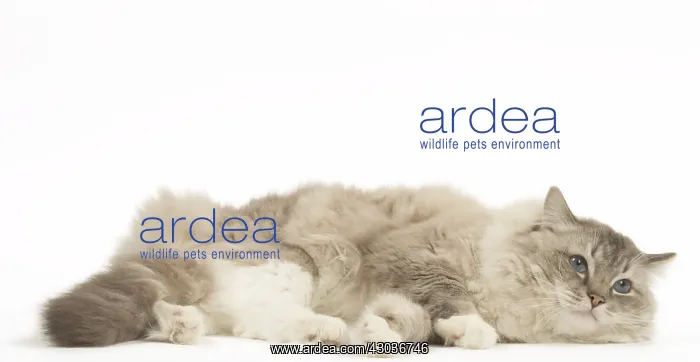  : Ragdoll cat in the studio