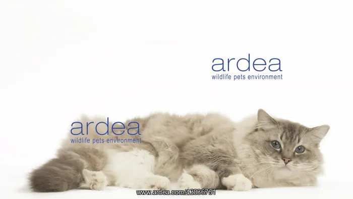  : Ragdoll cat in the studio