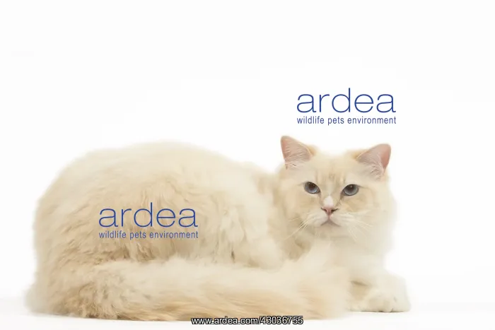  : Ragdoll cat in the studio