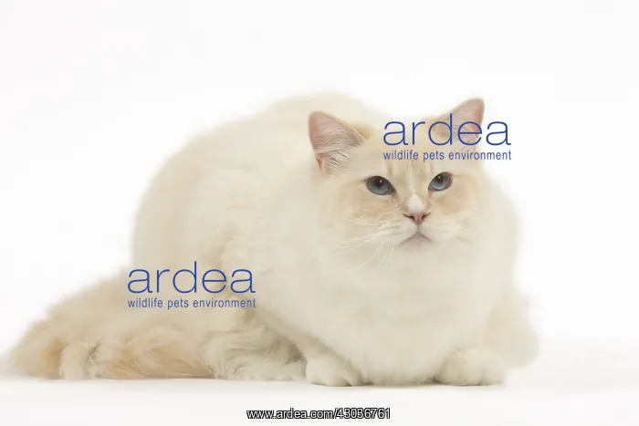  : Ragdoll cat in the studio