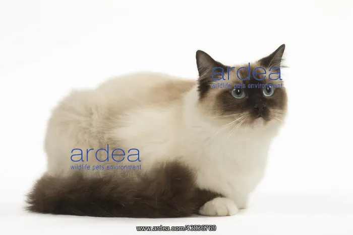  : Ragdoll cat in the studio