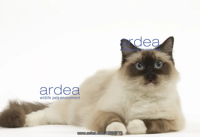  : Ragdoll cat in the studio