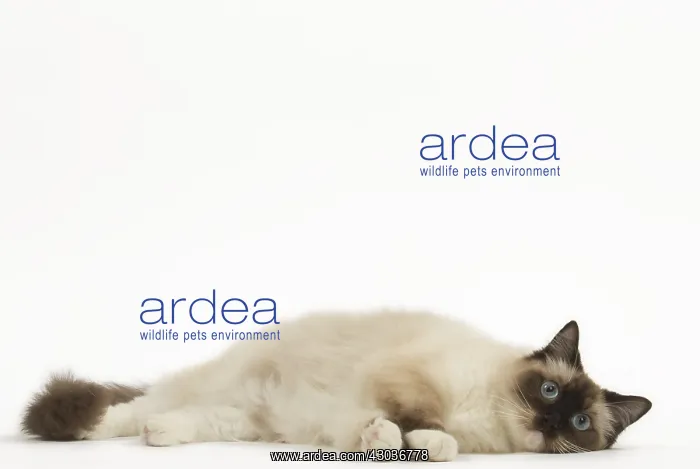  : Ragdoll cat in the studio