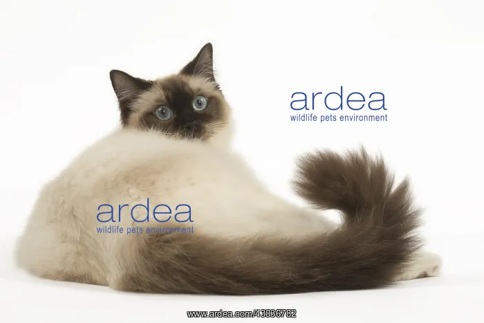  : Ragdoll cat in the studio