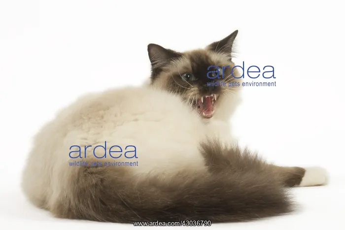  : Ragdoll cat in the studio