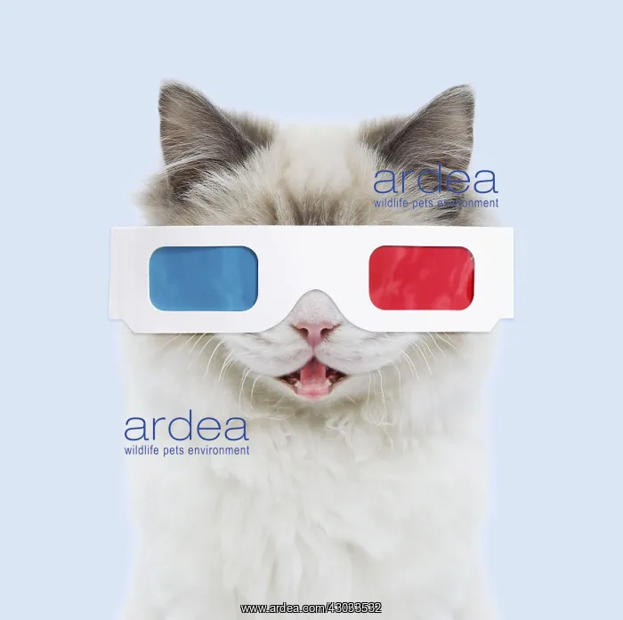 : Ragdoll Cat wearing 3D glasses, mouth open. Digital : Ragdoll Cat wearing 3D glasses, mouth open. Digital