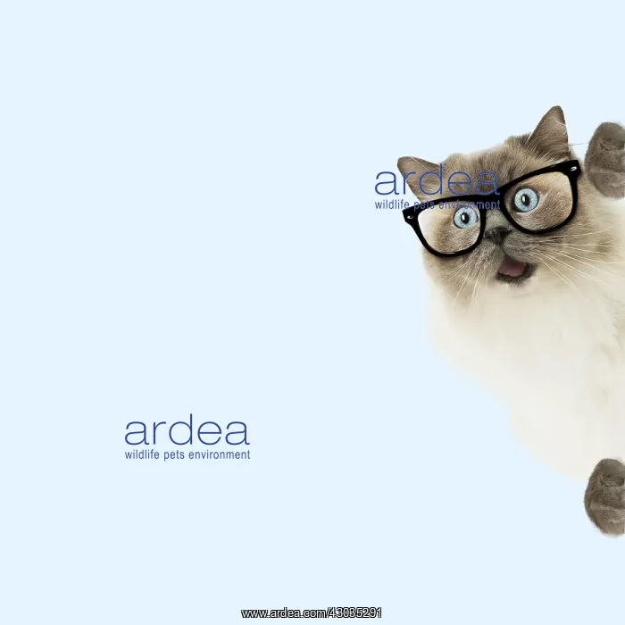: Ragdoll Cat, wearing glasses looking surprised : Ragdoll Cat, wearing glasses looking surprised