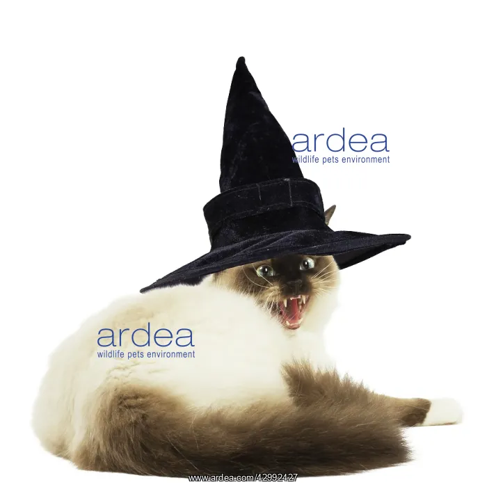 : Ragdoll cat in wearing withches hat : Ragdoll cat in wearing withches hat