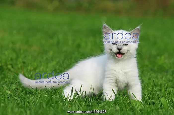 : Ragdoll, Kitten 7 weeks runs in meadow meowing : Ragdoll, Kitten 7 weeks runs in meadow meowing