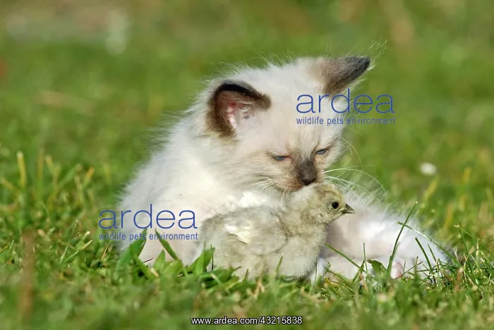 : Ragdoll kitten with a chick on a meadow : Ragdoll kitten with a chick on a meadow