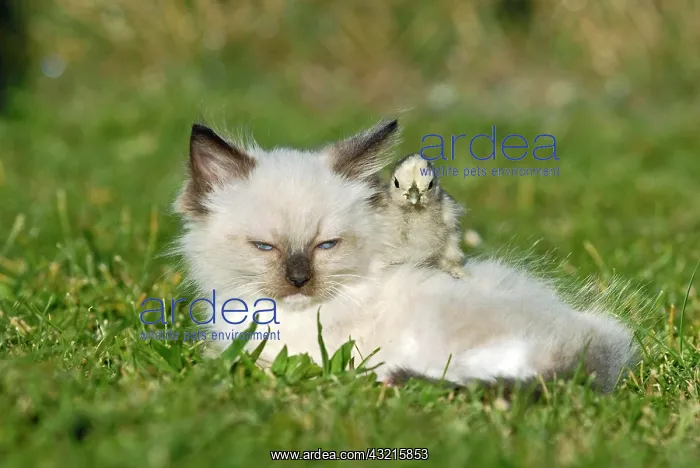  : Ragdoll kitten with a chick on a meadow