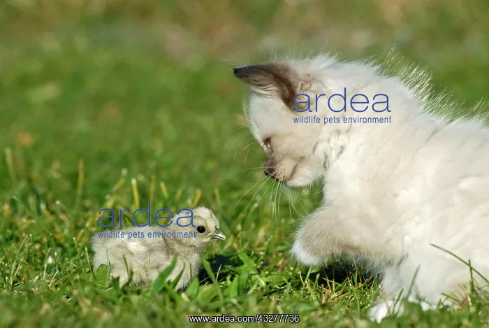: Ragdoll kitten with a chick on a meadow : Ragdoll kitten with a chick on a meadow