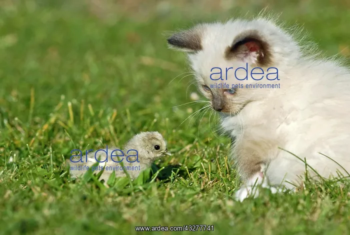 : Ragdoll kitten with a chick on a meadow : Ragdoll kitten with a chick on a meadow