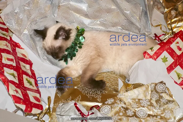 : Ragdoll Kitten in Christmas wrapping paper, Norfolk UK : Ragdoll Kitten in Christmas wrapping paper, Norfolk UK