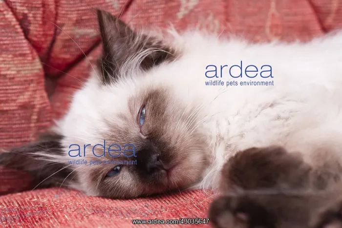 : Ragdoll Kitten, Norfolk UK