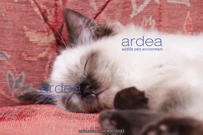  : Ragdoll Kitten, Norfolk UK